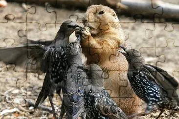 o5 jigsaw puzzle