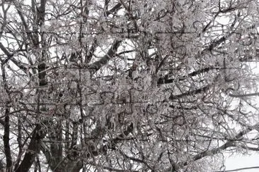 Trees covered in ice jigsaw puzzle