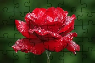 rosa 1