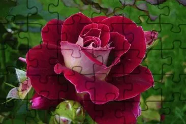rosa 2