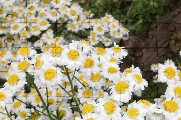 imagens jigsaw puzzle