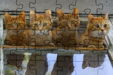 hermanos curiosos