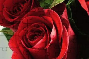 rosas rojas