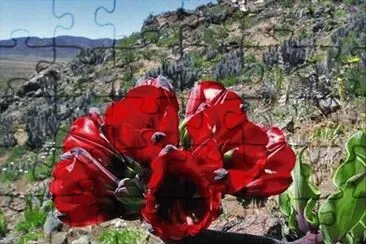 פאזל של imagens