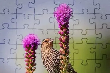 008 jigsaw puzzle