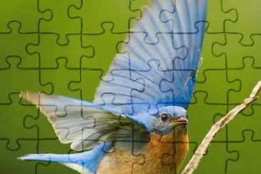 009 jigsaw puzzle