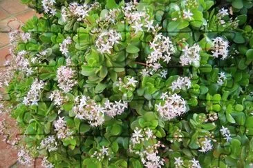 primavera