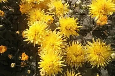 imagens jigsaw puzzle