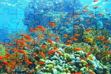 imagens jigsaw puzzle