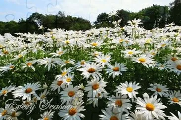 imagens jigsaw puzzle