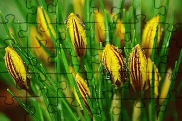 imagens jigsaw puzzle