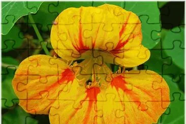 capuchina jigsaw puzzle
