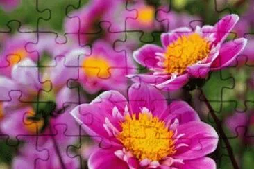 פאזל של flor