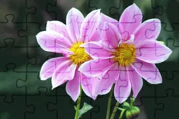 flor