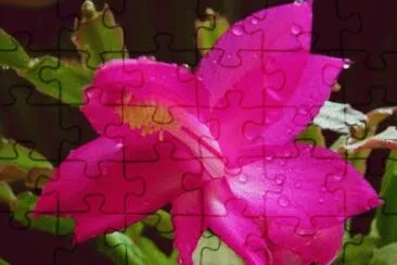flor