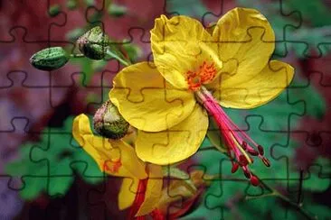 flor