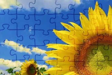 girasol