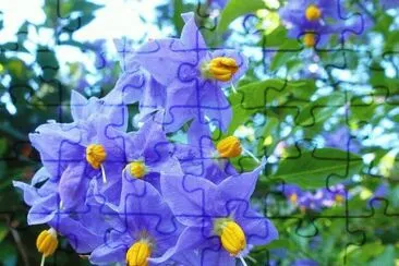 פאזל של imagens