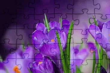 imagens jigsaw puzzle