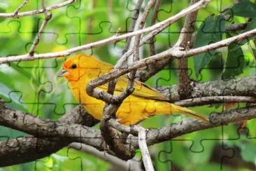 Canário da Terra jigsaw puzzle