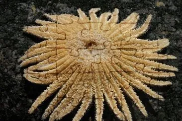 sol de mar