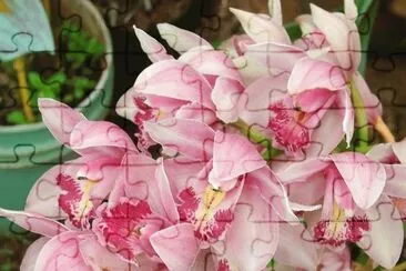 cymbidium