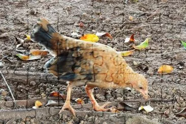 Frango Caipira jigsaw puzzle