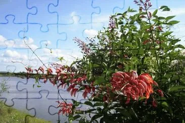 Ceibo a orillas del MocoretÃ¡. Entre RÃ­os. Argentina jigsaw puzzle
