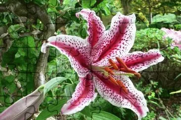 azucena jigsaw puzzle