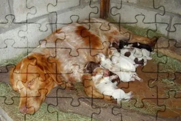 con sus cachorros jigsaw puzzle