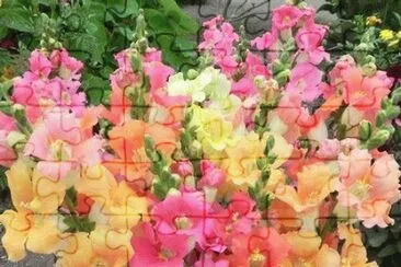 imagens jigsaw puzzle