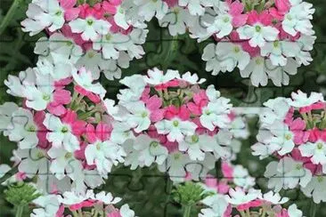 imagens jigsaw puzzle