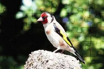 Goldfinch