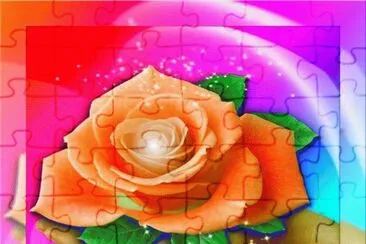 Colorful Rose