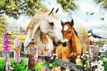 cavalos