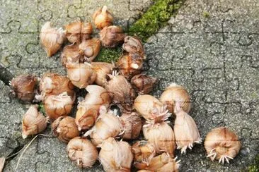 Bulbos de Trevo jigsaw puzzle