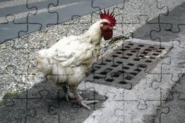 031602 jigsaw puzzle
