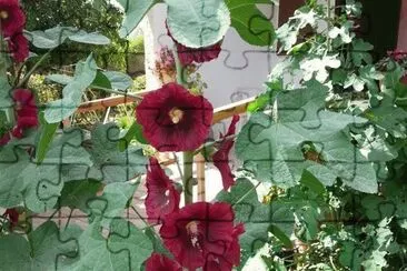 ×¤×¨×—×™×1 jigsaw puzzle