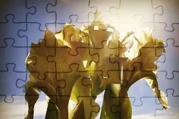 imagens jigsaw puzzle