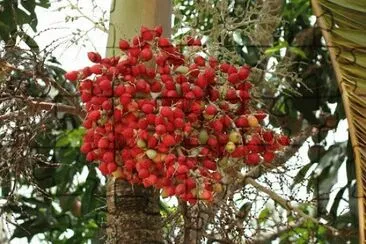 frutos de palma