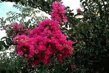 lagerstroemia indica (libustremia)