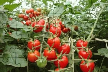 imagens jigsaw puzzle