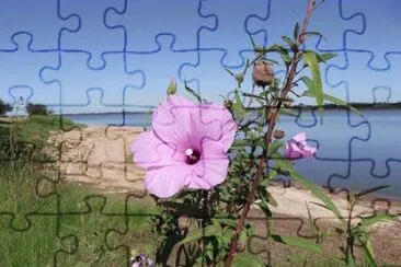 NATUREZA jigsaw puzzle