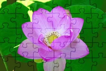 1 jigsaw puzzle