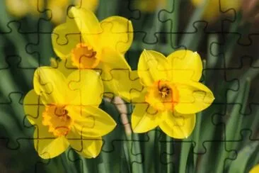 3 jigsaw puzzle