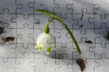 25 jigsaw puzzle
