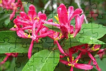 29 jigsaw puzzle