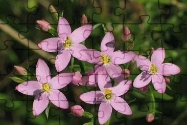 36 jigsaw puzzle