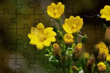 פאזל של 37