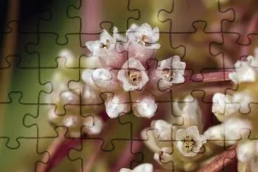 63 jigsaw puzzle